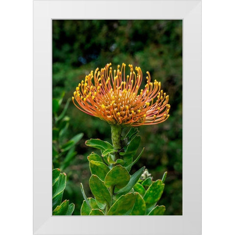 Pincushion Flower White Modern Wood Framed Art Print by Engelbrecht, Lisa S.