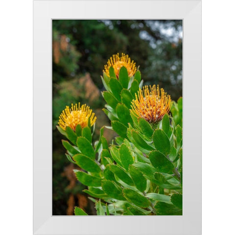Pincushion flower White Modern Wood Framed Art Print by Engelbrecht, Lisa S.