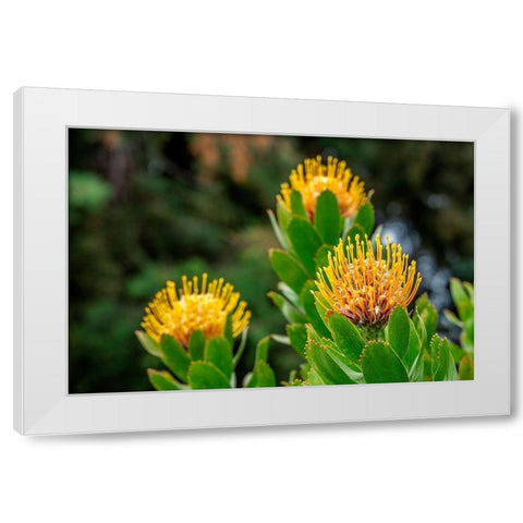 Pincushion flower White Modern Wood Framed Art Print by Engelbrecht, Lisa S.