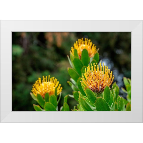 Pincushion flower White Modern Wood Framed Art Print by Engelbrecht, Lisa S.