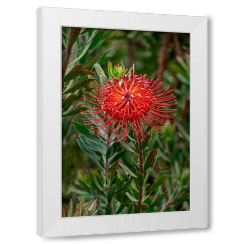 Pincushion flower White Modern Wood Framed Art Print by Engelbrecht, Lisa S.
