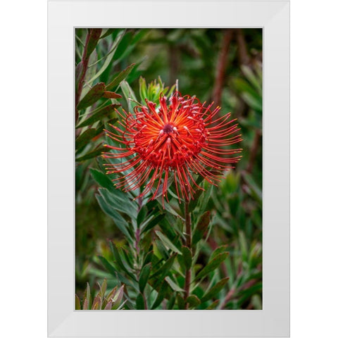 Pincushion flower White Modern Wood Framed Art Print by Engelbrecht, Lisa S.