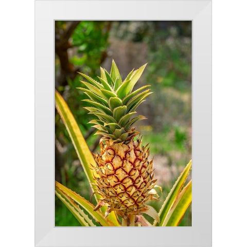 Pineapple plant White Modern Wood Framed Art Print by Engelbrecht, Lisa S.