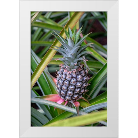 Pineapple plant White Modern Wood Framed Art Print by Engelbrecht, Lisa S.