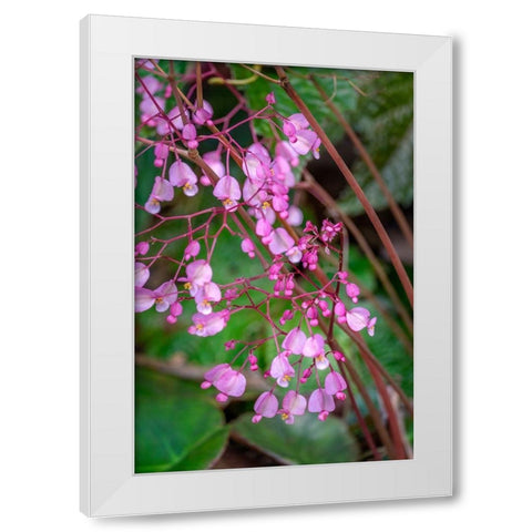 Pink Begonia White Modern Wood Framed Art Print by Engelbrecht, Lisa S.