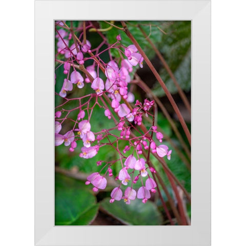 Pink Begonia White Modern Wood Framed Art Print by Engelbrecht, Lisa S.