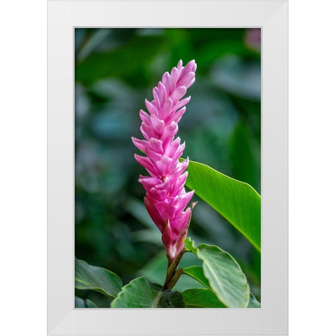Pink Cone Ginger White Modern Wood Framed Art Print by Engelbrecht, Lisa S.