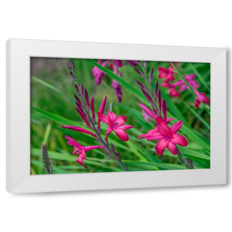 Pink Gladiolus White Modern Wood Framed Art Print by Engelbrecht, Lisa S.