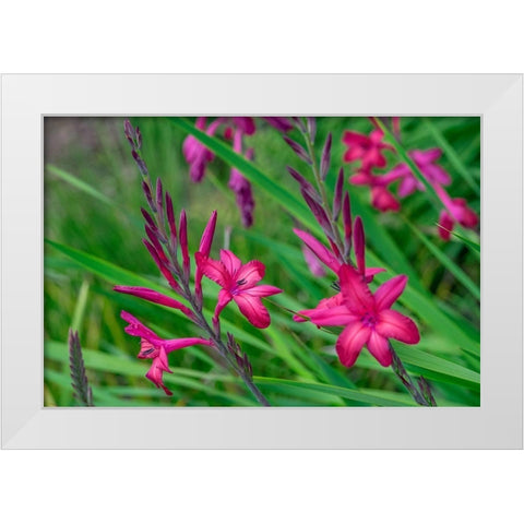 Pink Gladiolus White Modern Wood Framed Art Print by Engelbrecht, Lisa S.