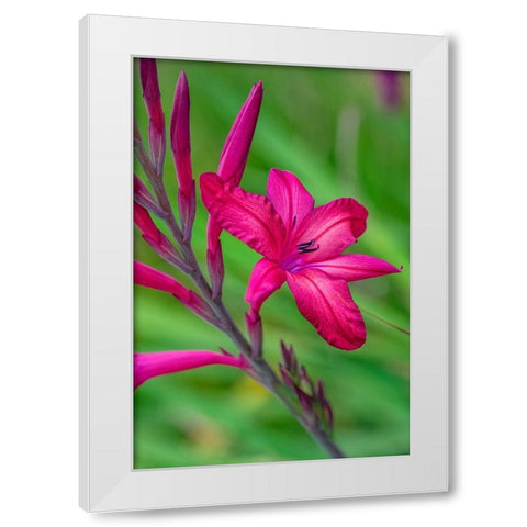 Pink Gladiolus White Modern Wood Framed Art Print by Engelbrecht, Lisa S.