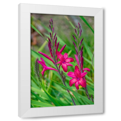 Pink Gladiolus White Modern Wood Framed Art Print by Engelbrecht, Lisa S.