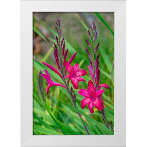 Pink Gladiolus White Modern Wood Framed Art Print by Engelbrecht, Lisa S.