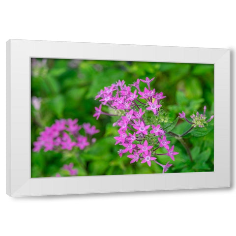 Pink Pentas White Modern Wood Framed Art Print by Engelbrecht, Lisa S.