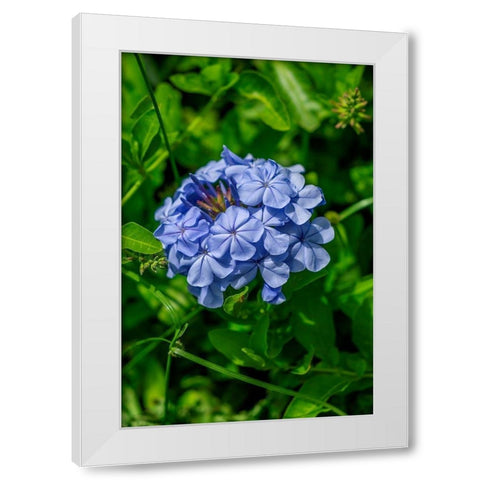 Plumbago plant White Modern Wood Framed Art Print by Engelbrecht, Lisa S.
