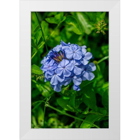 Plumbago plant White Modern Wood Framed Art Print by Engelbrecht, Lisa S.