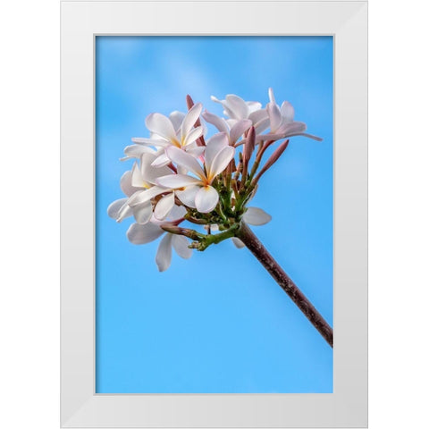 Plumeria White Modern Wood Framed Art Print by Engelbrecht, Lisa S.