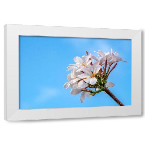Plumeria White Modern Wood Framed Art Print by Engelbrecht, Lisa S.