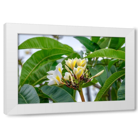 Plumeria White Modern Wood Framed Art Print by Engelbrecht, Lisa S.