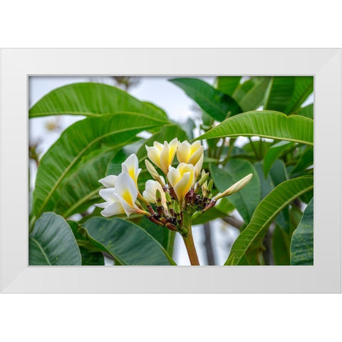 Plumeria White Modern Wood Framed Art Print by Engelbrecht, Lisa S.