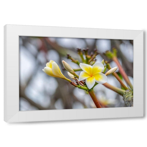 Plumeria White Modern Wood Framed Art Print by Engelbrecht, Lisa S.
