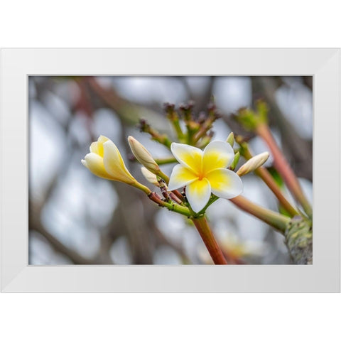 Plumeria White Modern Wood Framed Art Print by Engelbrecht, Lisa S.