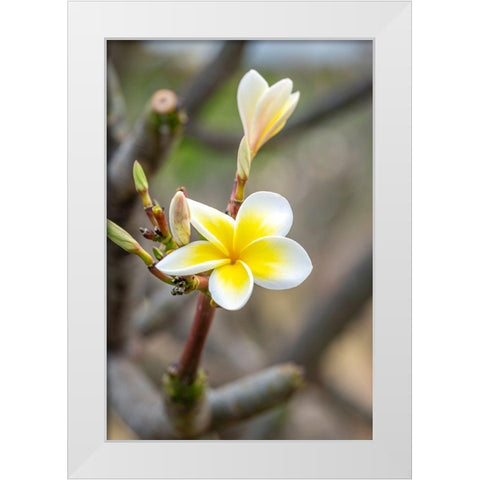 Plumeria White Modern Wood Framed Art Print by Engelbrecht, Lisa S.