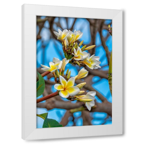 Plumeria White Modern Wood Framed Art Print by Engelbrecht, Lisa S.