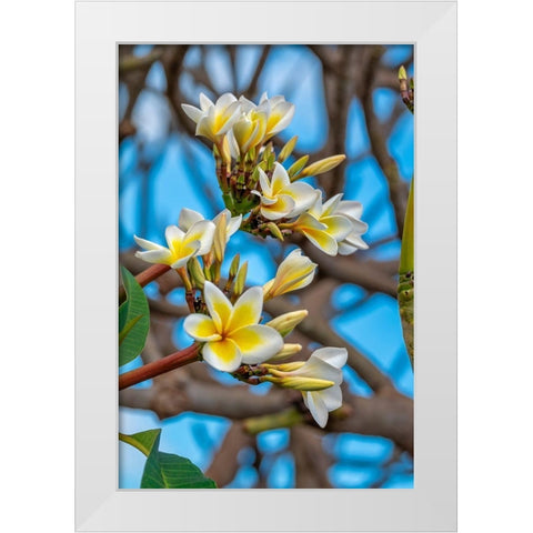 Plumeria White Modern Wood Framed Art Print by Engelbrecht, Lisa S.
