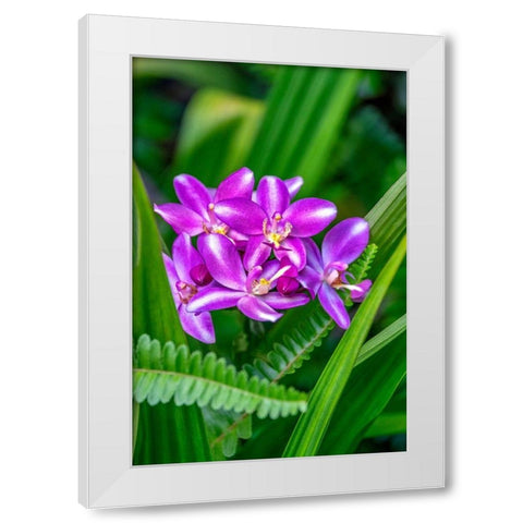 Purple orchid White Modern Wood Framed Art Print by Engelbrecht, Lisa S.