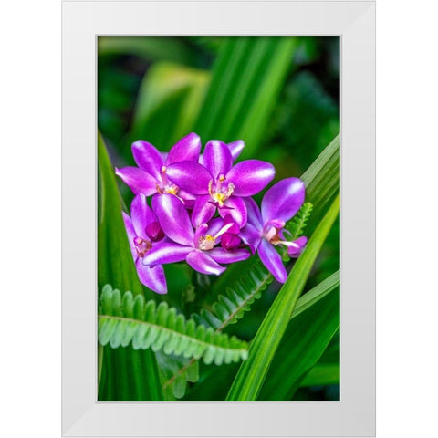 Purple orchid White Modern Wood Framed Art Print by Engelbrecht, Lisa S.