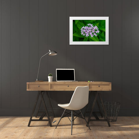 Purple Penta flower White Modern Wood Framed Art Print by Engelbrecht, Lisa S.