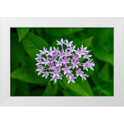 Purple Penta flower White Modern Wood Framed Art Print by Engelbrecht, Lisa S.
