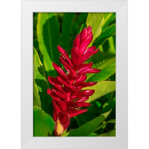 Red Ginger plant White Modern Wood Framed Art Print by Engelbrecht, Lisa S.