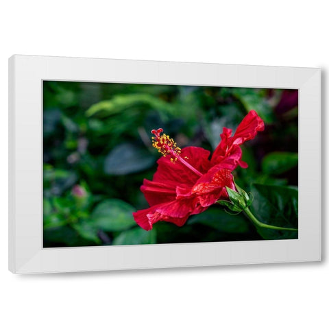 Red Hibiscus White Modern Wood Framed Art Print by Engelbrecht, Lisa S.