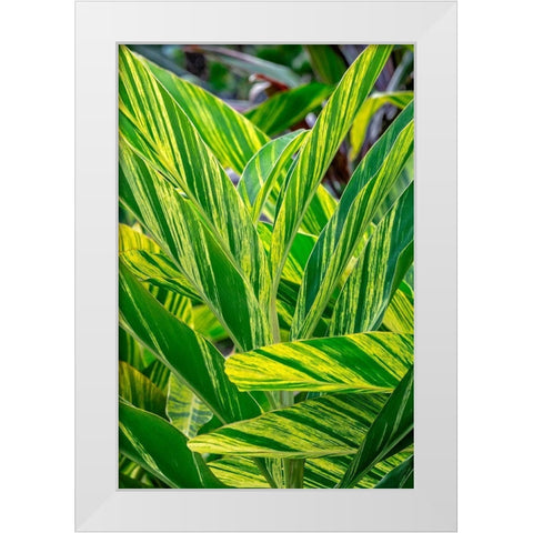 Shell ginger plant White Modern Wood Framed Art Print by Engelbrecht, Lisa S.