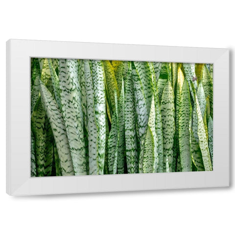 Snake plant-Mother-in-laws tongue White Modern Wood Framed Art Print by Engelbrecht, Lisa S.