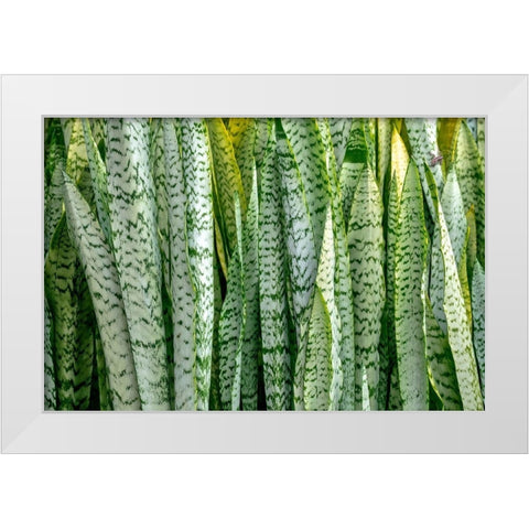 Snake plant-Mother-in-laws tongue White Modern Wood Framed Art Print by Engelbrecht, Lisa S.
