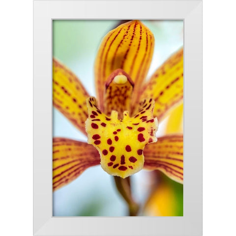 Speckled yellow Orchid White Modern Wood Framed Art Print by Engelbrecht, Lisa S.