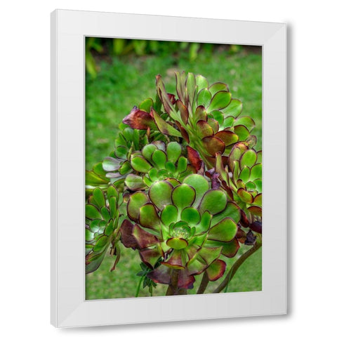 Stonecrop plant White Modern Wood Framed Art Print by Engelbrecht, Lisa S.