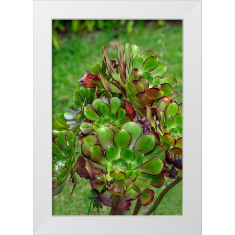Stonecrop plant White Modern Wood Framed Art Print by Engelbrecht, Lisa S.