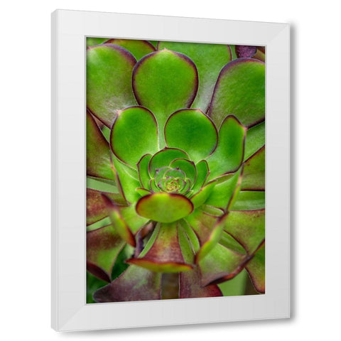 Stonecrop plant White Modern Wood Framed Art Print by Engelbrecht, Lisa S.