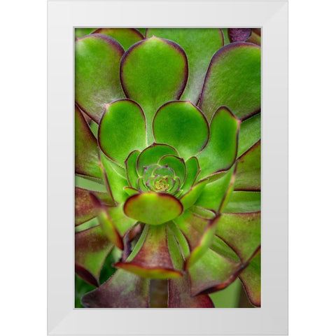 Stonecrop plant White Modern Wood Framed Art Print by Engelbrecht, Lisa S.