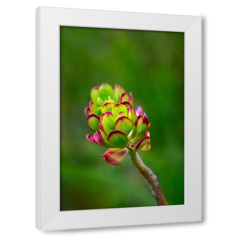 Stonecrop-Sedum White Modern Wood Framed Art Print by Engelbrecht, Lisa S.