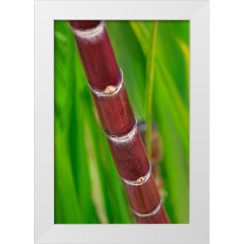 Sugar Cane White Modern Wood Framed Art Print by Engelbrecht, Lisa S.