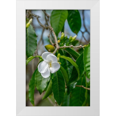 Tabernaemontana flower White Modern Wood Framed Art Print by Engelbrecht, Lisa S.