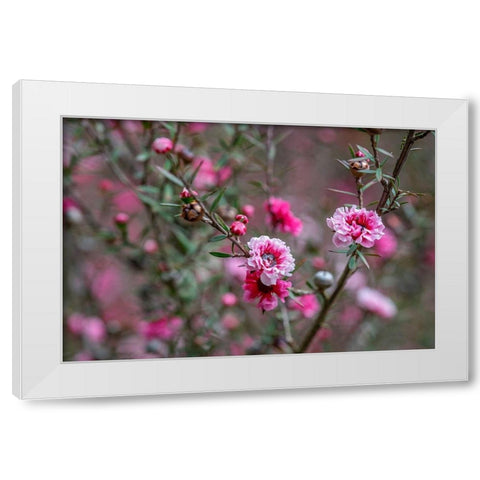 Tea tree flower White Modern Wood Framed Art Print by Engelbrecht, Lisa S.