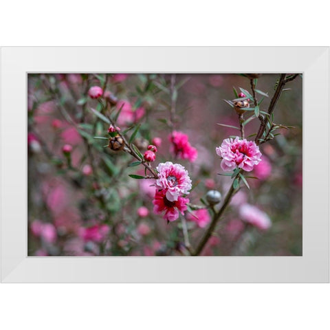 Tea tree flower White Modern Wood Framed Art Print by Engelbrecht, Lisa S.