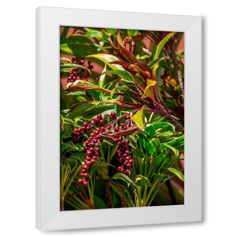 Ti Plant berries White Modern Wood Framed Art Print by Engelbrecht, Lisa S.