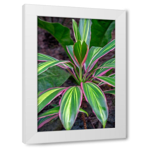 Ti Plant-Cordyline fruticosa White Modern Wood Framed Art Print by Engelbrecht, Lisa S.
