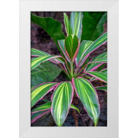 Ti Plant-Cordyline fruticosa White Modern Wood Framed Art Print by Engelbrecht, Lisa S.